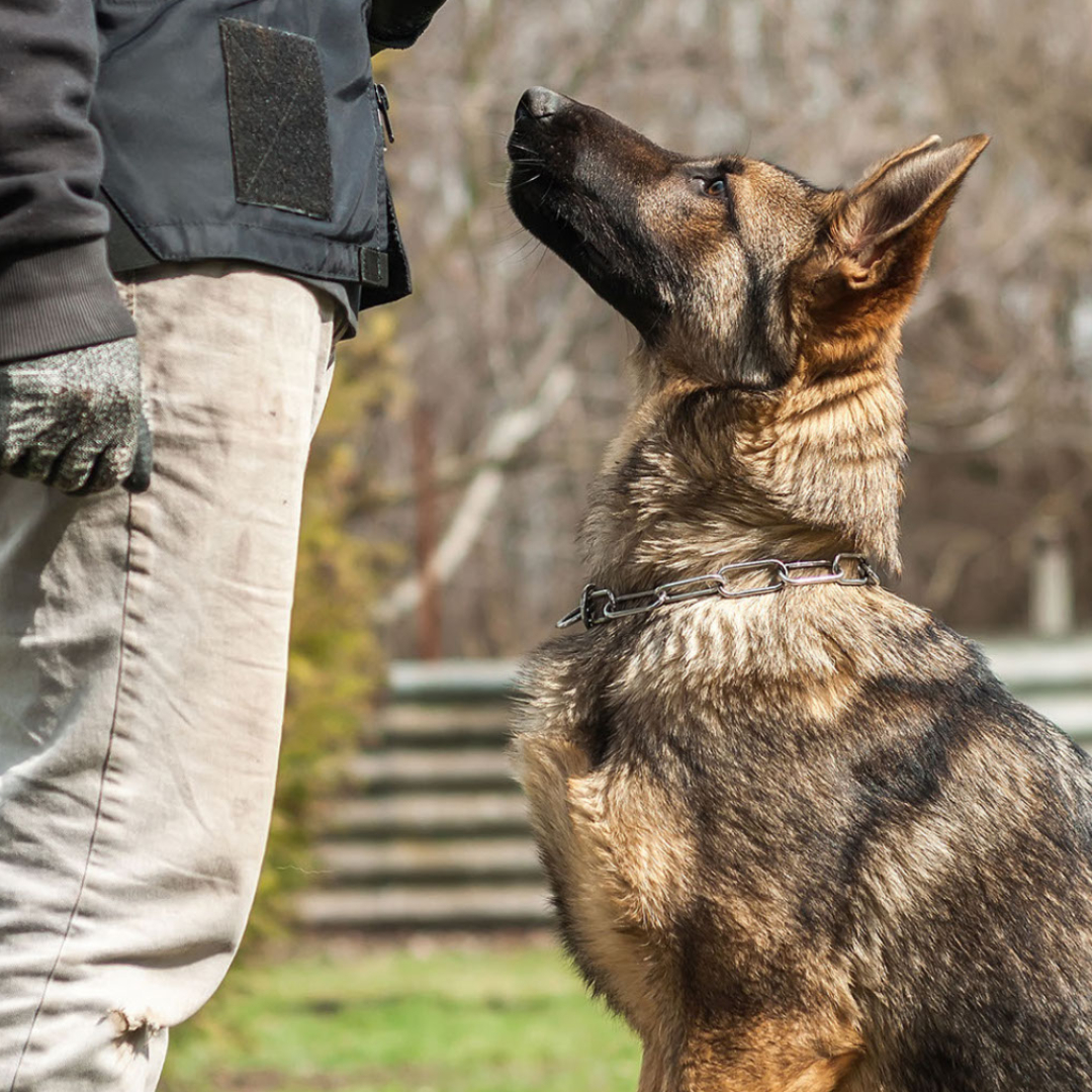  On Defense K9: Personal and Family Protection Dogs